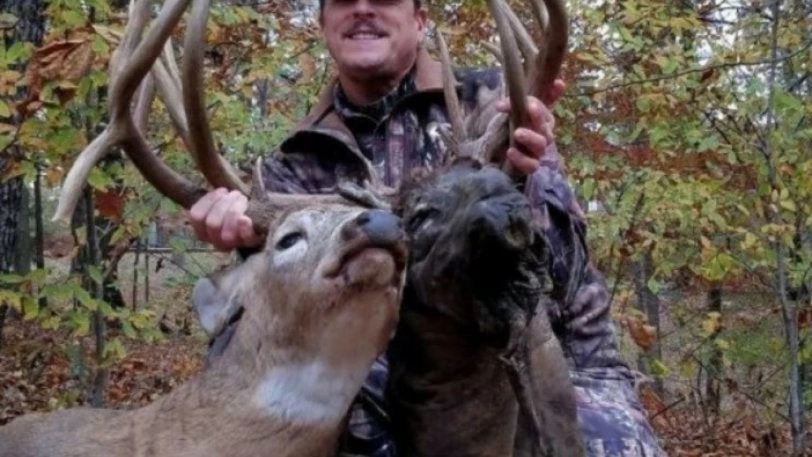 Μουμιοποιημένο κεφάλι ελαφιού βρέθηκε καρφωμένο στα κέρατα ανταγωνιστή του (εικόνες, βίντεο)